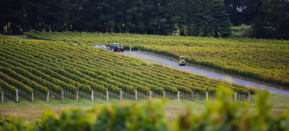 Colmar Estate vineyard